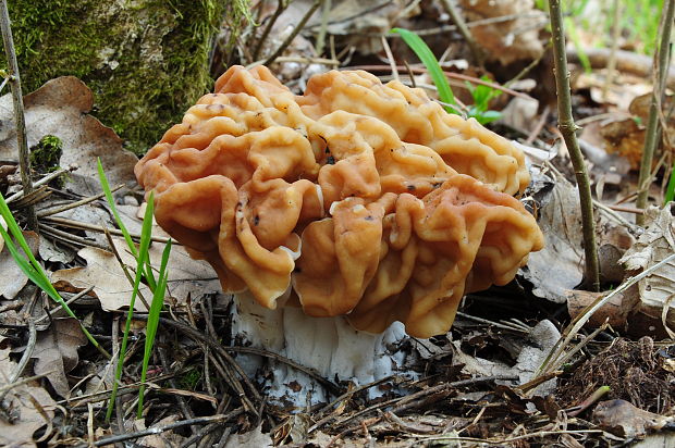 ušiak obrovský Gyromitra gigas (Krombh.) Cooke