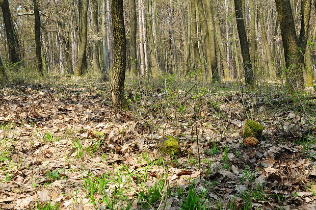 biotop ušiaka obrovského Gyromitra gigas (Krombh.) Cooke