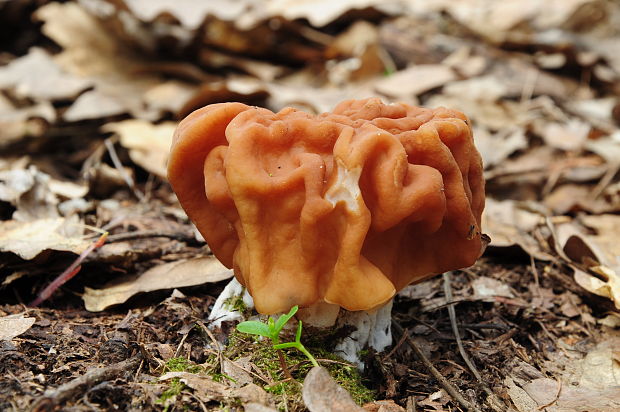 ušiak obrovský Gyromitra gigas (Krombh.) Cooke