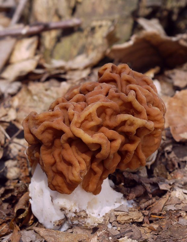 ušiak obrovský Gyromitra gigas (Krombh.) Cooke