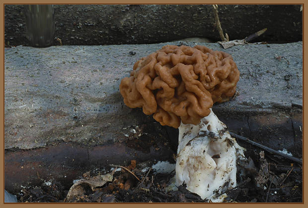 ušiak obrovský Gyromitra gigas (Krombh.) Cooke