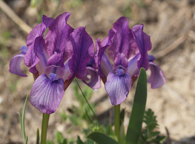 kosatec nízky Iris pumila L.