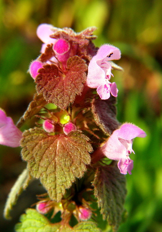 hluchavka purpurová Lamium purpureum L.