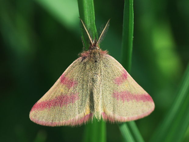 piadivka purpurová Lythria purpuraria Linnaeus,1758