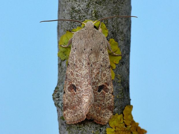 mora dubová Orthosia cruda Denis & Schiffermüller,1775