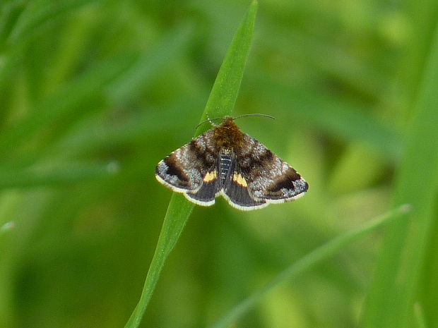 sivkavec rožcový Panemeria tenebrata Scopoly,1763