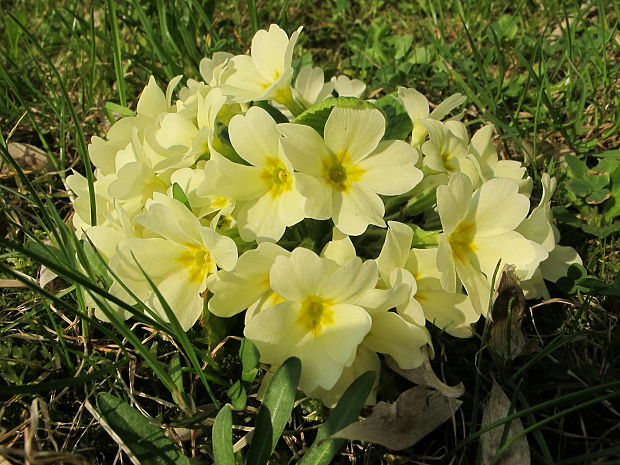 prvosienka bezbyľová Primula acaulis (L.) L.