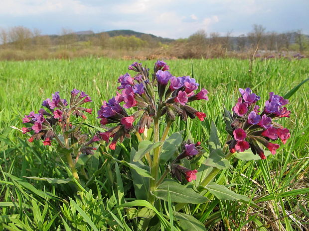 pľúcnik mäkký Pulmonaria mollis Wulfen ex Hornem.