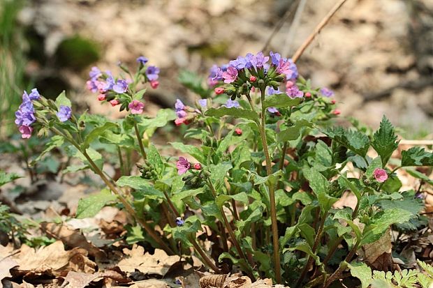 pľúcnik lekársky Pulmonaria officinalis L.