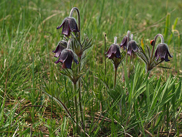 poniklec lúčny český Pulsatilla pratensis subsp. bohemica Skalický