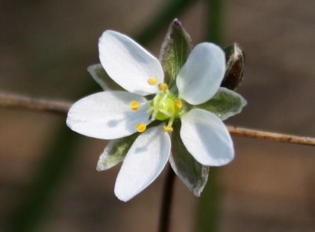 kolenec jarný Spergula morisonii Boreau