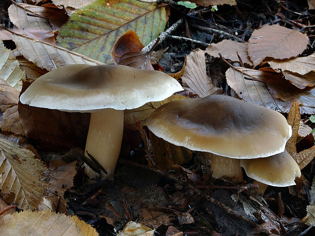 čírovka mydlová Tricholoma saponaceum (Fr.) P. Kumm.