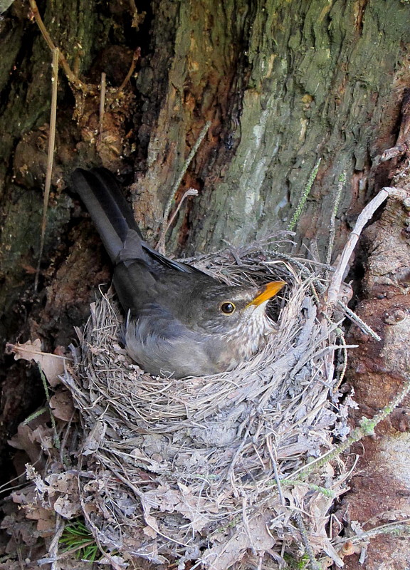 drozd cierny Turdus merula