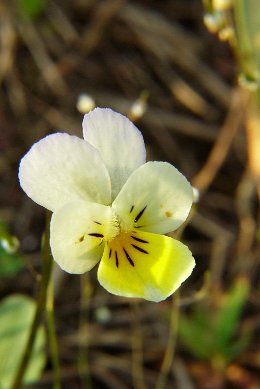 fialka roľná Viola arvensis Murray