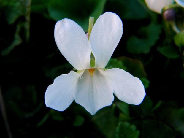 fialka voňavá Viola odorata L.