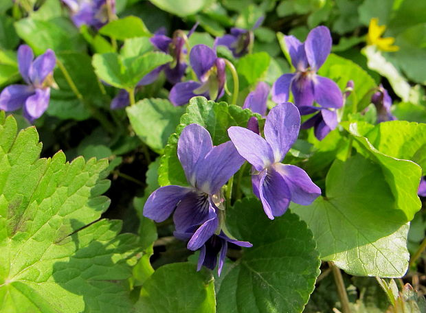 fialka voňavá Viola odorata L.