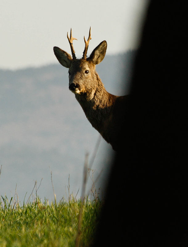 srnec lesný Capreolus capreolus