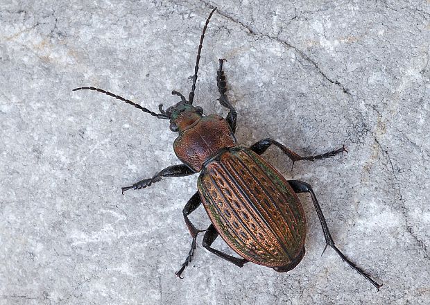 bystruška zlatomedená Carabus ullrichii