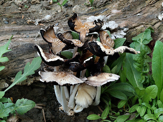 hnojník okrový Coprinellus domesticus (Bolton) Vilgalys, Hopple & Jacq. Johnson