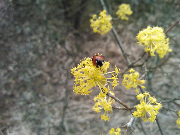 drieň obyčajný Cornus mas L.