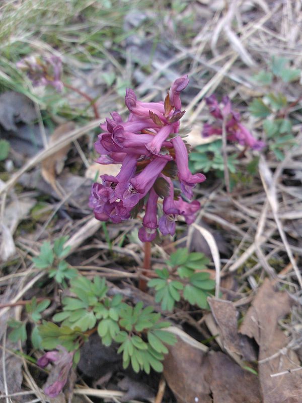 chochlačka plná Corydalis solida (L.) Clairv.