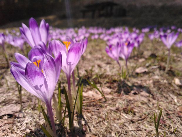 šafran spišský Crocus discolor G. Reuss