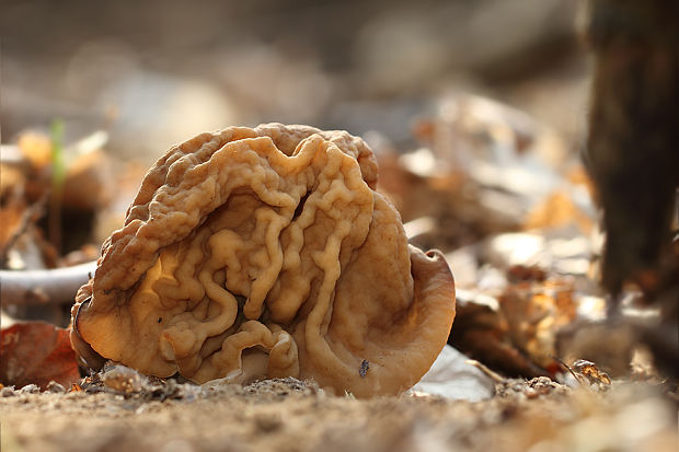 ušiak obrovský Gyromitra gigas (Krombh.) Cooke