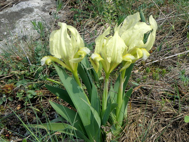 kosatec nízky Iris pumila L.