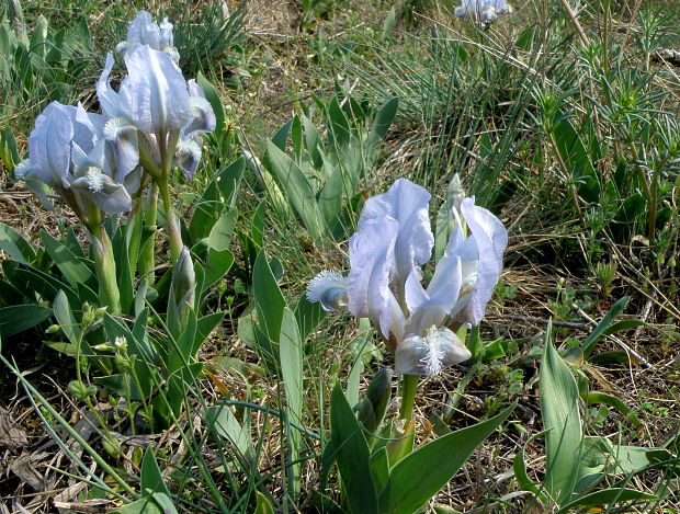 kosatec nízky Iris pumila L.