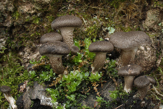 húževnatec tigrovaný Lentinus tigrinus (Bull.) Fr.