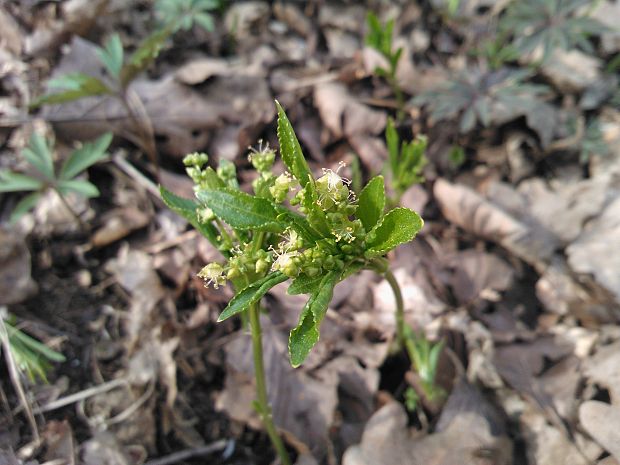 bažanka trváca Mercurialis perennis L.