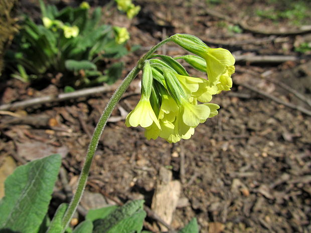 prvosienka vyššia Primula elatior (L.) L.