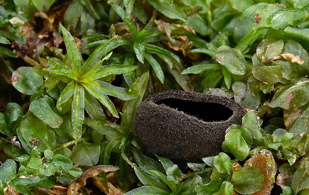 misôčka černastá Pseudoplectania nigrella (Pers.) Fuckel