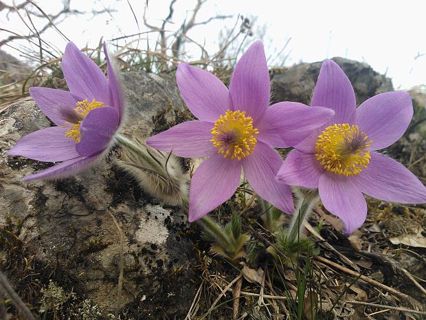 poniklec veľkokvetý Pulsatilla grandis Wender.