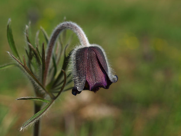 poniklec lúčny český Pulsatilla pratensis subsp. bohemica Skalický