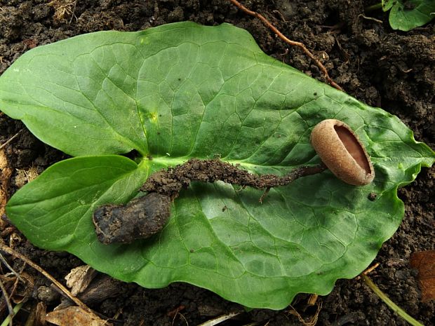 hľuznatka  Sclerotinia ficariae Rehm