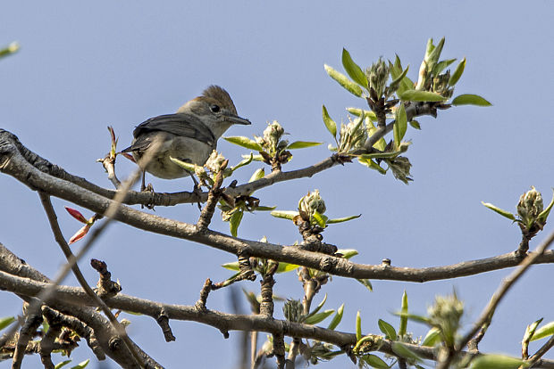 penica čiernohlavá Sylvia atricapilla