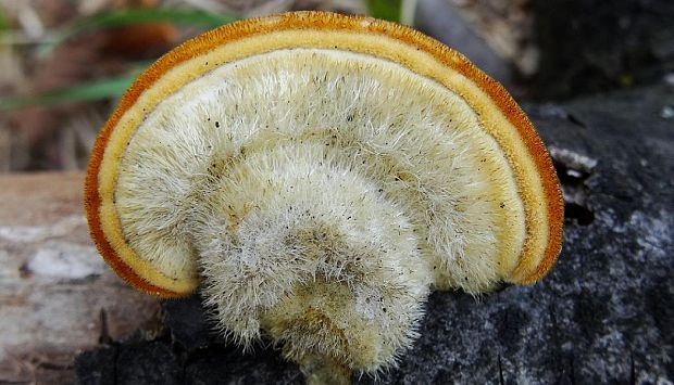 trúdnikovec chlpatý Trametes hirsuta (Wulfen) Lloyd