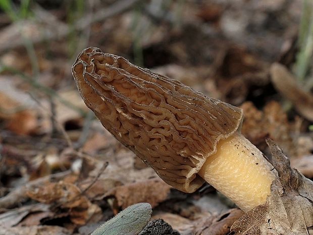 smrčkovec český Verpa bohemica (Krombh.) J. Schröt.