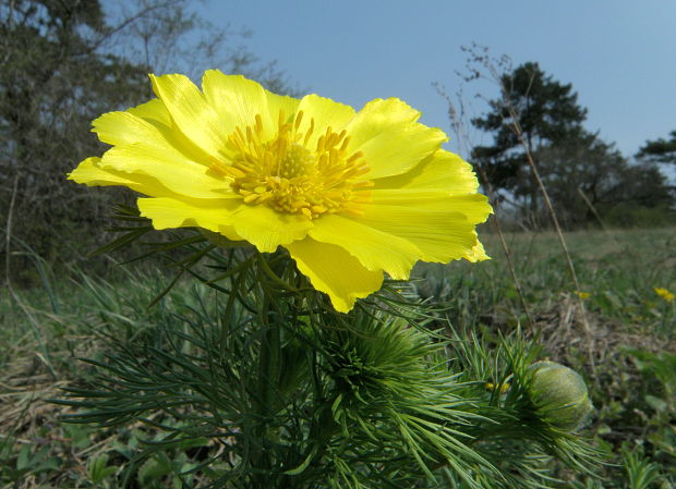 hlaváčik jarný Adonis vernalis L.