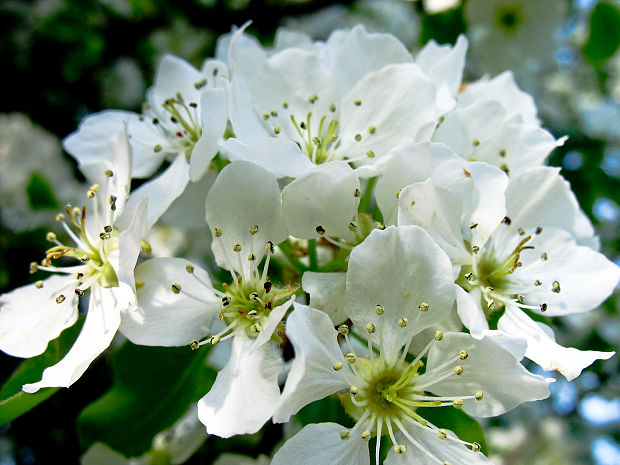 čerešňa vtáčia Cerasus avium (L.) Moench