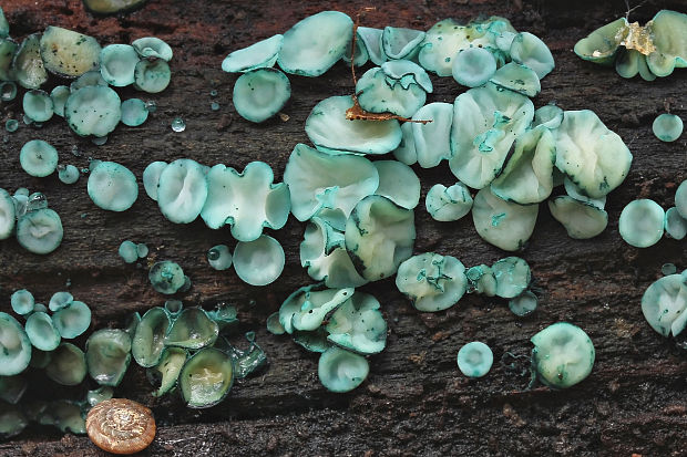 zelenica Chlorociboria sp.