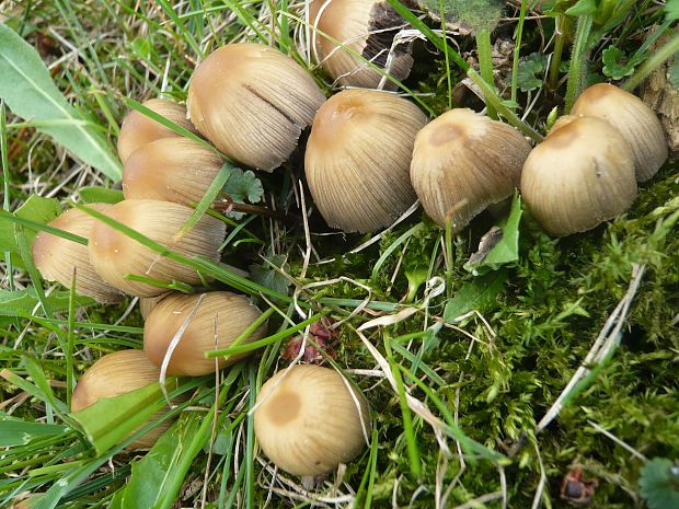 hnojník ligotavý Coprinellus micaceus (Bull.) Vilgalys, Hopple & Jacq. Johnson