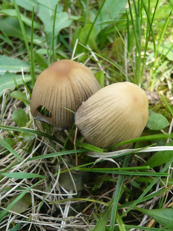 hnojník ligotavý Coprinellus micaceus (Bull.) Vilgalys, Hopple & Jacq. Johnson