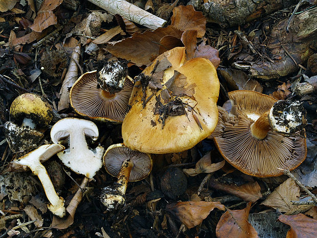 pavučinovec ploskohľuzový Cortinarius platypus (M.M. Moser) M.M. Moser