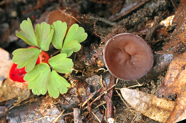 hľuznatka veternicová Dumontinia tuberosa (Bull.) L.M. Kohn