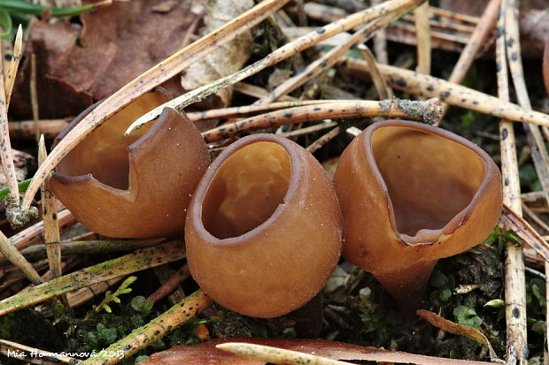 hľuznatka veternicová Dumontinia tuberosa (Bull.) L.M. Kohn