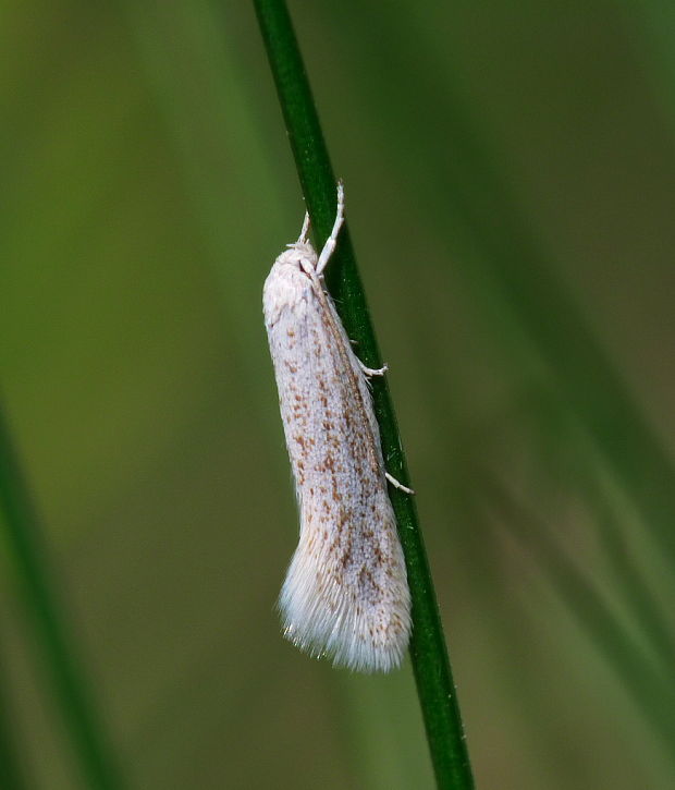 trávovček pýrový Elachista pollutella