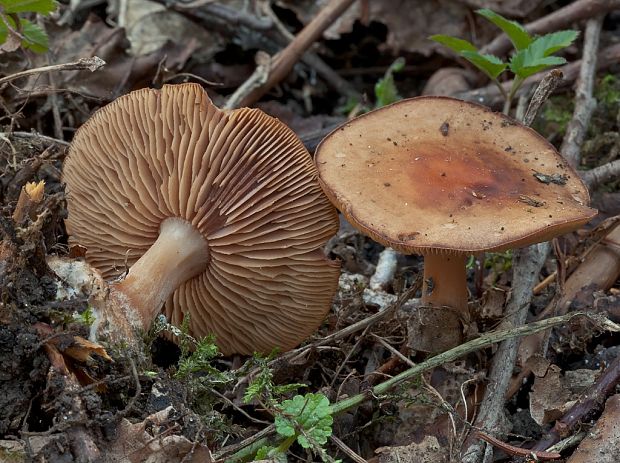 Gymnopus vernus (Ryman) Antonín & Noordel.