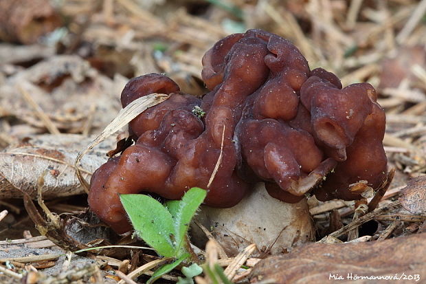 ušiak obyčajný Gyromitra esculenta (Pers.) Fr.